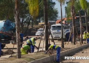 Palmeiras replantadas em área revitalizada no Jardim Alcântara