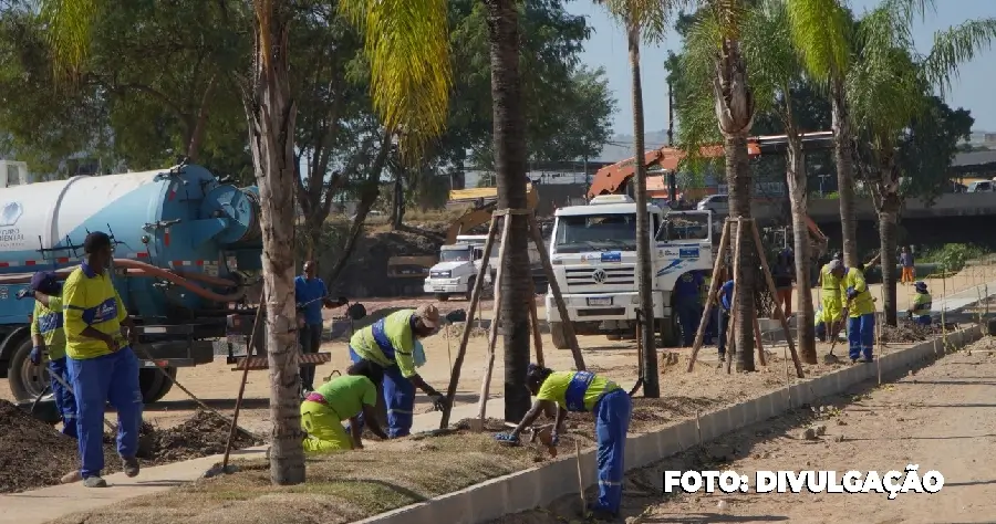Palmeiras replantadas em área revitalizada no Jardim Alcântara