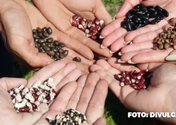 Variedades de Feijões fazem parte de horta do Inova