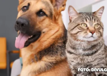 São Gonçalo reabre agendamento para castração de cães e gatos