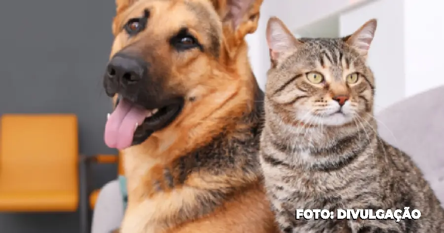 São Gonçalo reabre agendamento para castração de cães e gatos