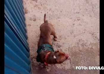 Pitbull ataca própria dona no bairro de Bambuí em Maricá
