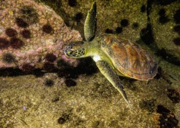 Recuperação de sistema de esgotamento sanitário no entorno da Baía de Guanabara começa a dar resultados