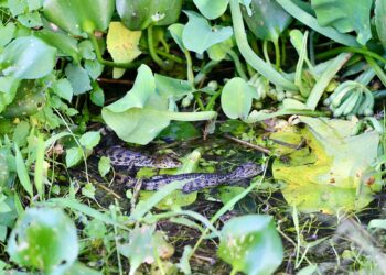 Filhotes de jacarés são encontrados no Parque Orla Piratininga