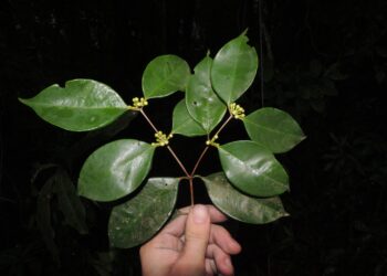 Maricá descobre nova espécie de árvore única no monumento natural da Pedra de Itaocaia