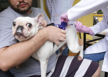 Niterói inicia Campanha de Vacinação Antirrábica Animal neste sábado (14)
