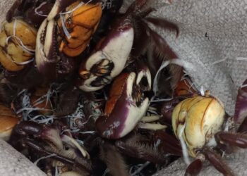 Guarda Municipal de Niterói reintegra mais de 250 caranguejos no manguezal de Itaipu após apreensão