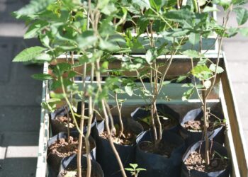 Secretaria de Cidade Sustentável divulga calendário de dezembro do programa Maricá+Verde