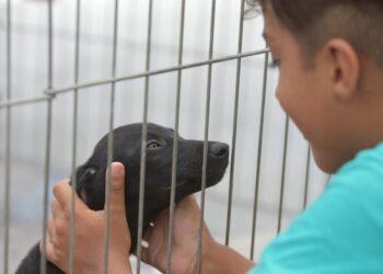 Maricá realiza primeira feira de adoção de animais do ano com sucesso total