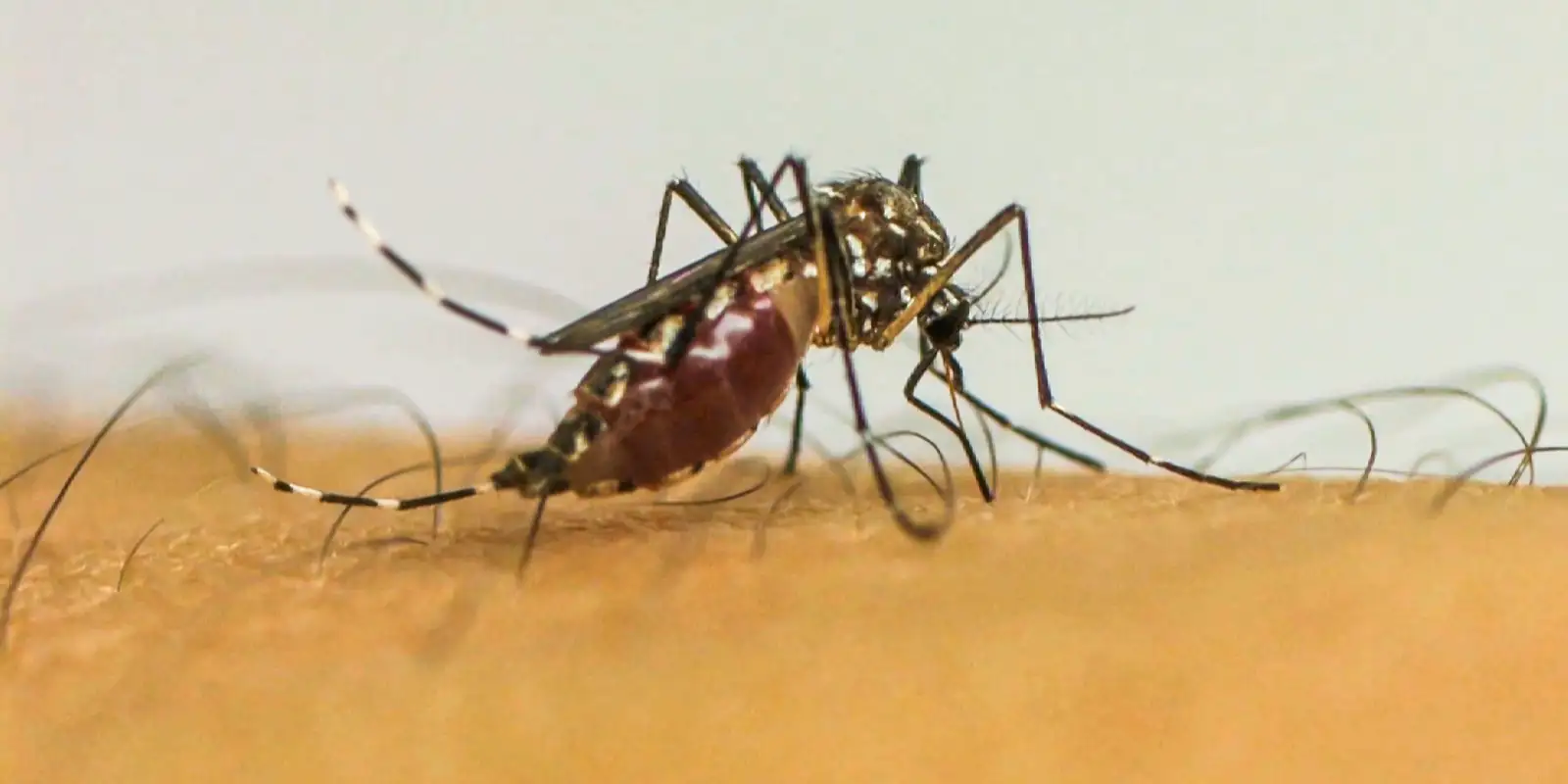 Brasil ultrapassa 1 milhão de casos prováveis de dengue em 2025