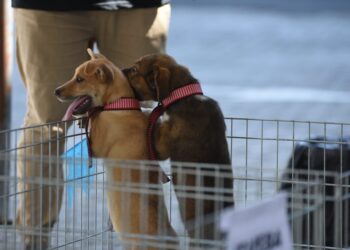 Abertas inscrições para castração de cães e gatos