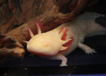 Axolotes ganham espaço temático no AquaRio com alerta contra tráfico de animais
