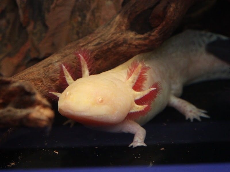 Axolotes ganham espaço temático no AquaRio com alerta contra tráfico de animais