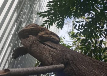 Guarda Municipal de Maricá resgata jiboia em residência no bairro de Inoã