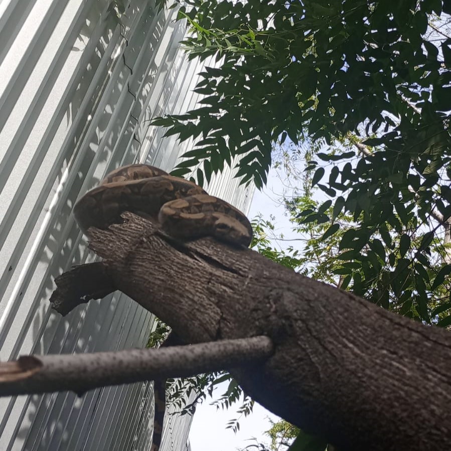Guarda Municipal de Maricá resgata jiboia em residência no bairro de Inoã