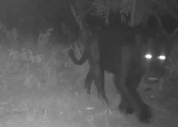 Onça preta na Reserva Natural Serra do Tombador reforça sinal de conservação ambiental