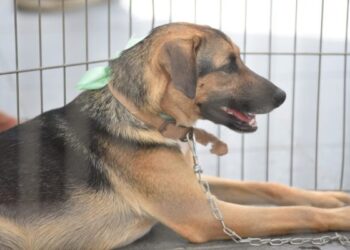 Feira de adoção de cães e gatos em Maricá promove busca por novos lares