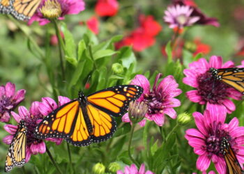 As 3 plantas que atraem borboletas para o seu jardim