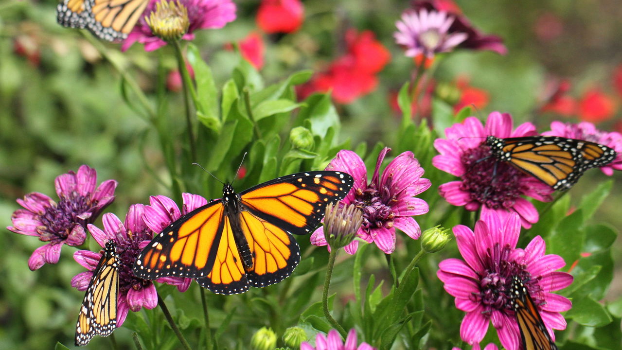 As 3 plantas que atraem borboletas para o seu jardim