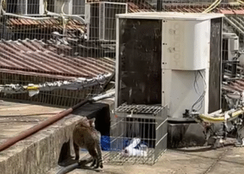 Prefeitura monta arapucas para resgatar 40 gatos em Botafogo