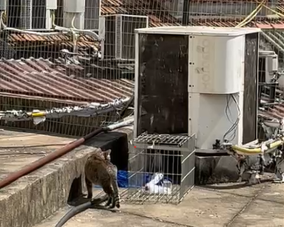 Prefeitura monta arapucas para resgatar 40 gatos em Botafogo