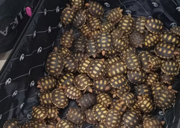 Quase 600 jabutis traficados no RJ serão devolvidos a habitat natural no Maranhão