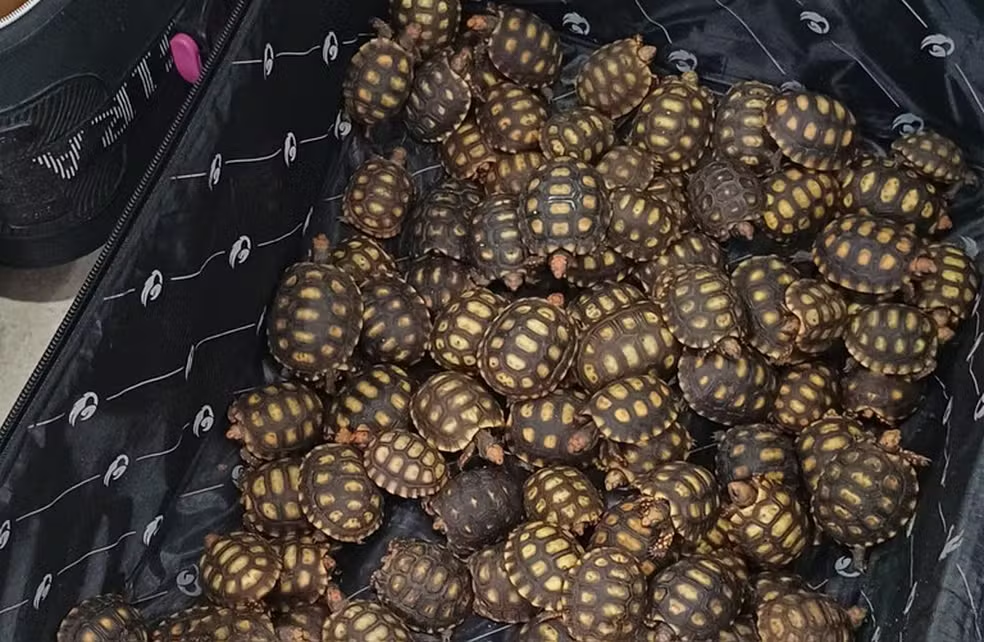 Quase 600 jabutis traficados no RJ serão devolvidos a habitat natural no Maranhão