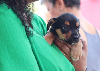 Maricá encontra novos lares para cães e gatos abandonados