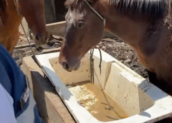 Prefeitura resgata animais que passavam fome e sede em terreno