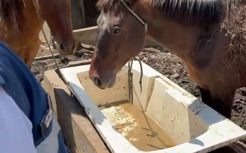 Prefeitura resgata animais que passavam fome e sede em terreno