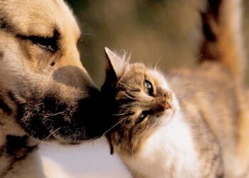 Projeto que cria campanha por castração e combate ao câncer