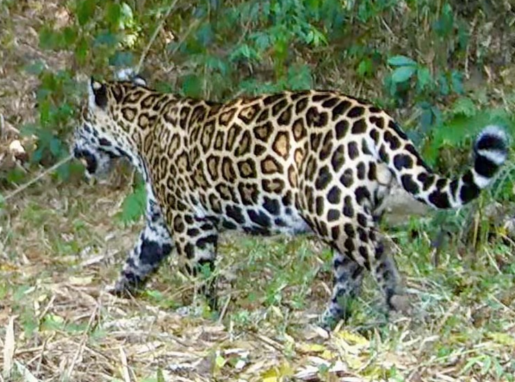 https://riopress.com.br/wp-content/uploads/2025/10/Onca-pintada-e-novamente-avistada-no-Parque-Estadual-da-Serra-da.png