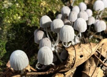 Parque Estadual do Cunhambebe, na Costa Verde, cataloga 160 macrofungos e estuda trilhas temáticas
