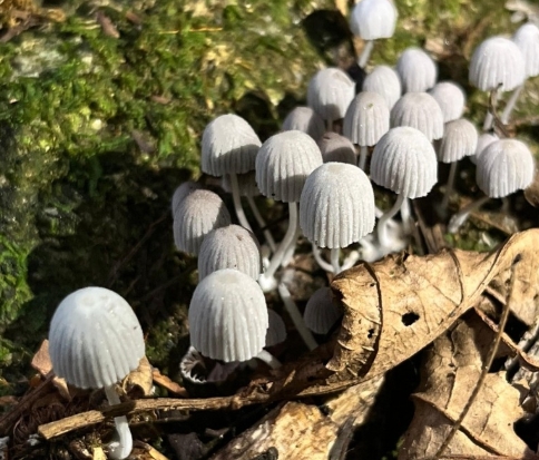 Parque Estadual do Cunhambebe, na Costa Verde, cataloga 160 macrofungos e estuda trilhas temáticas