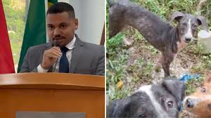 Maricá aprova lei que proíbe manter animais acorrentados