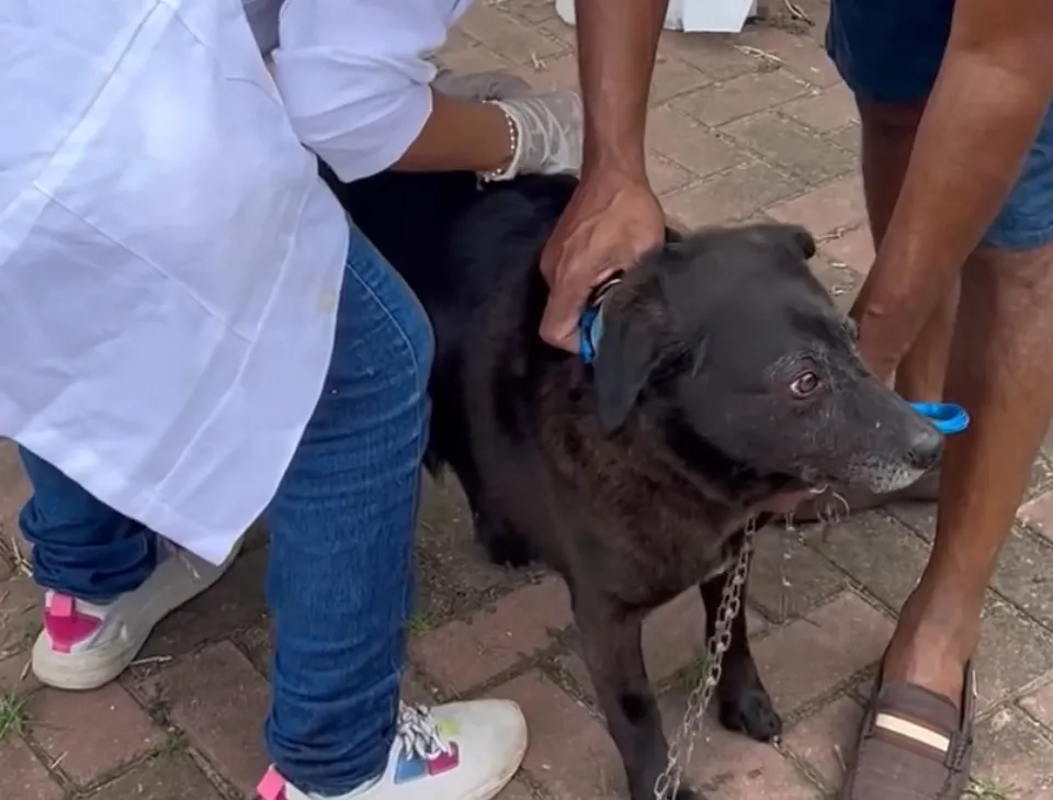 Cães e gatos recebem vacinação antirrábica gratuita neste sábado no Centro de Maricá.
