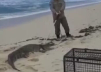 Jacaré é encontrado na faixa de areia da Praia da Macumba e resgatado com segurança por equipes especializadas no Rio de Janeiro.