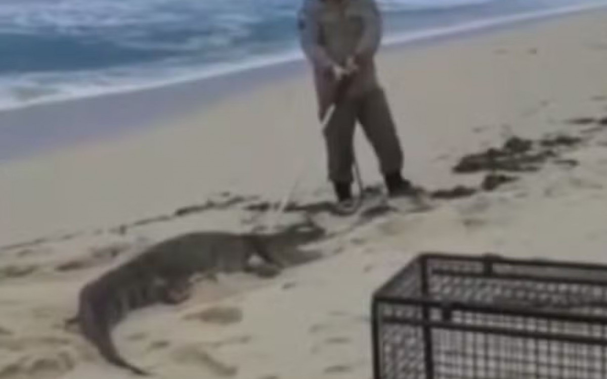 Jacaré é encontrado na faixa de areia da Praia da Macumba e resgatado com segurança por equipes especializadas no Rio de Janeiro.