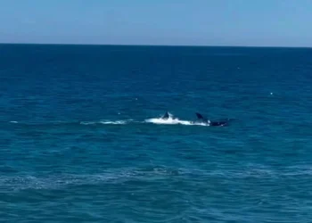 Orcas foram flagradas nadando próximas à orla de Itaipuaçu, em Maricá, surpreendendo moradores e banhistas.