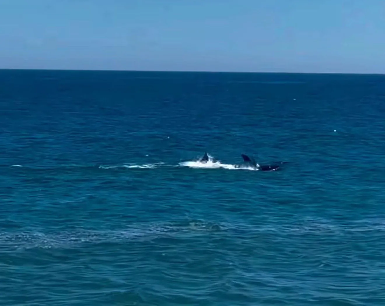 Orcas foram flagradas nadando próximas à orla de Itaipuaçu, em Maricá, surpreendendo moradores e banhistas.