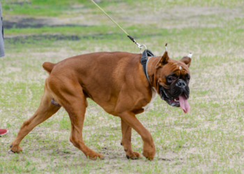 Lei estadual reforça proteção animal no RJ e proíbe amputação estética de caudas e orelhas.