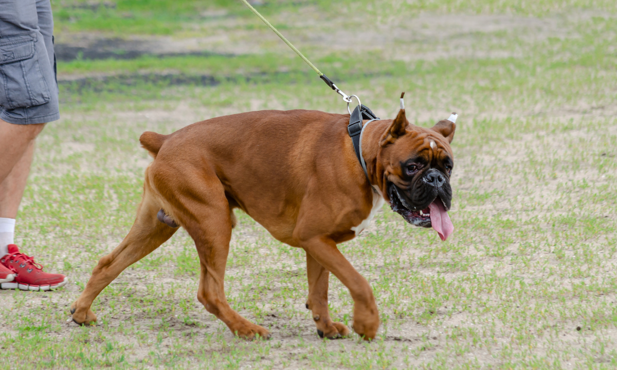 Lei estadual reforça proteção animal no RJ e proíbe amputação estética de caudas e orelhas.