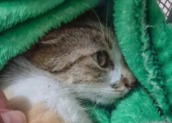 Mulher é presa após arremessar gata do 12º andar em Curitiba; animal sobreviveu e caso é investigado pela polícia