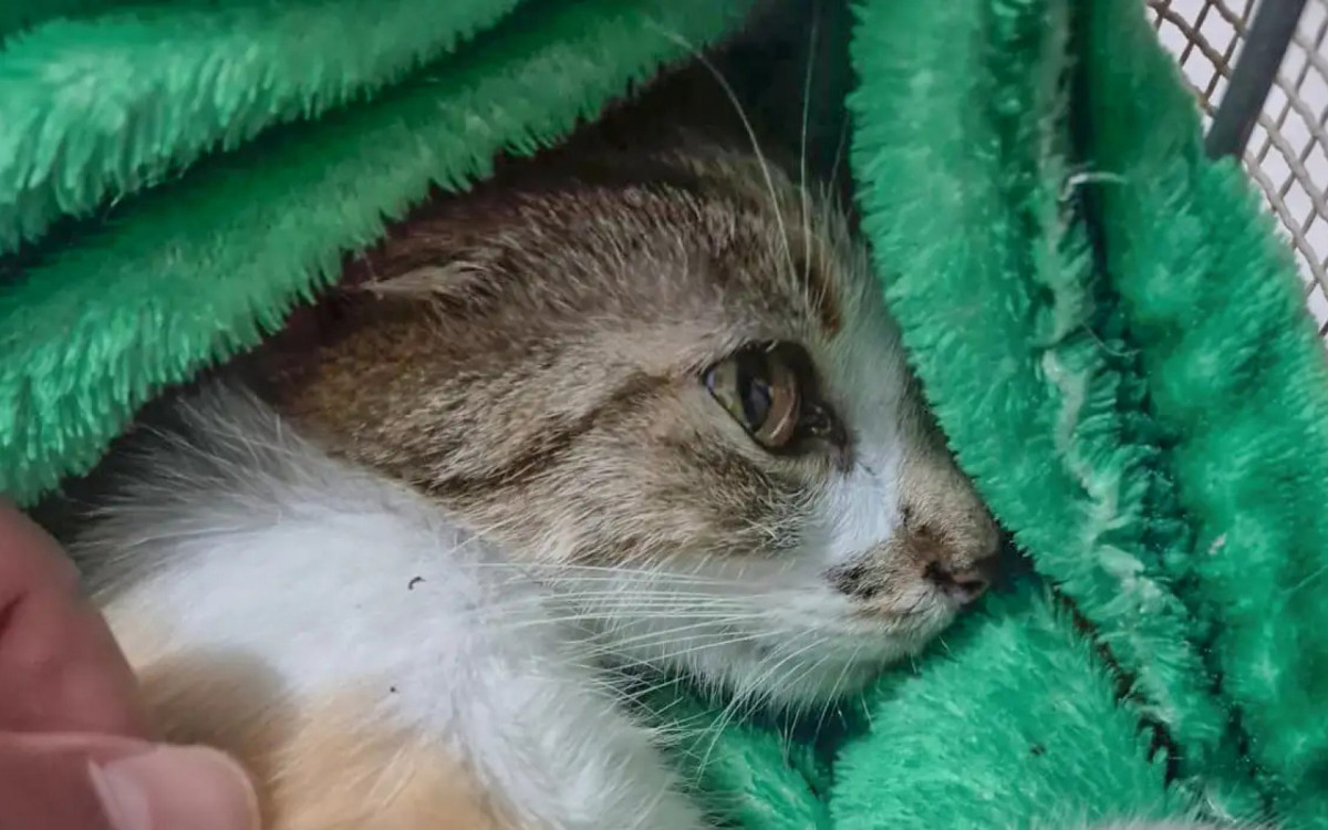 Mulher é presa após arremessar gata do 12º andar em Curitiba; animal sobreviveu e caso é investigado pela polícia