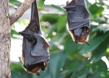 Saúde de Niterói confirma vírus da raiva em morcego encontrado morto no bairro Engenho do Mato.