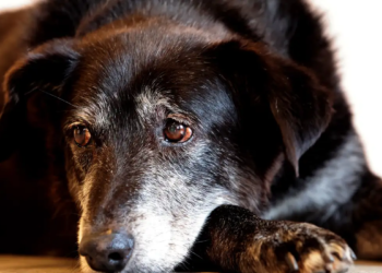 Estado do Rio institui núcleo especializado para combater maus-tratos e fortalecer a defesa dos direitos dos animais