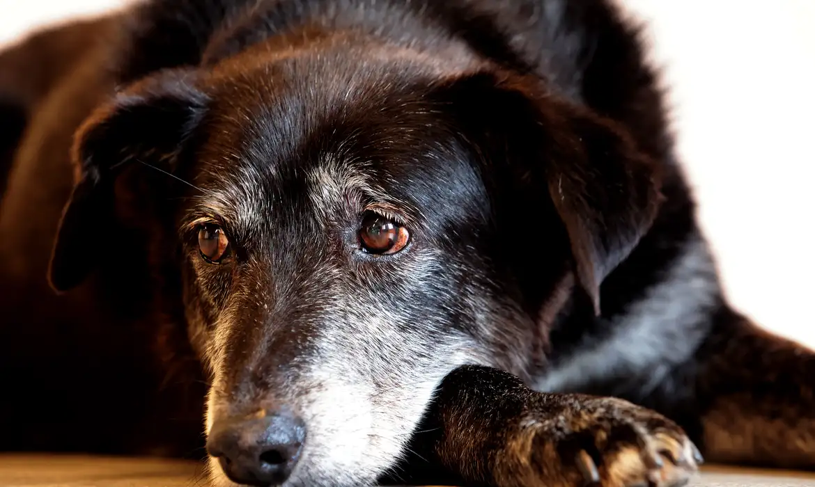 Estado do Rio institui núcleo especializado para combater maus-tratos e fortalecer a defesa dos direitos dos animais