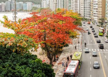 Niterói recebe selo internacional por excelência em gestão de florestas urbanas