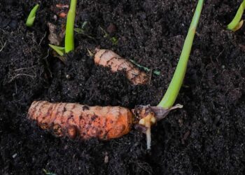 Reaproveitamento na cozinha: como produzir mudas de temperos e reduzir desperdícios
