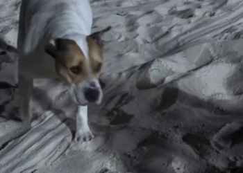 Cadela sem guia ataca chihuahua em Niteróií; animal é resgatado e busca novo lar